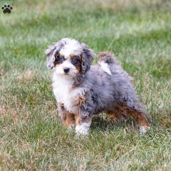 Murphy (tiny), Mini Bernedoodle Puppy